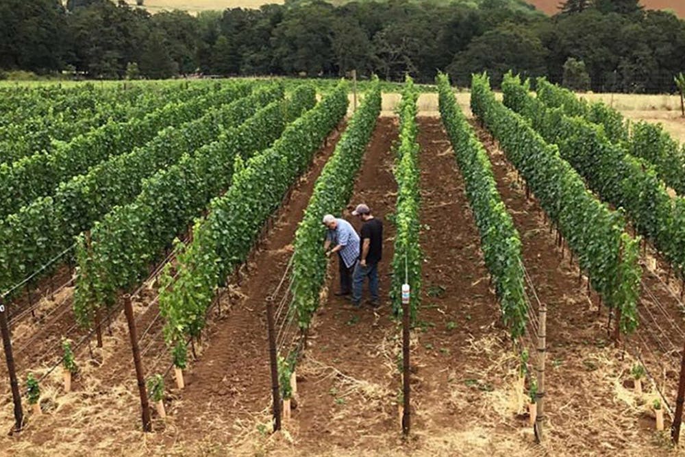 Two people examining grapevines in a neatly arranged vineyard, surrounded by lush green rows of grape plants.