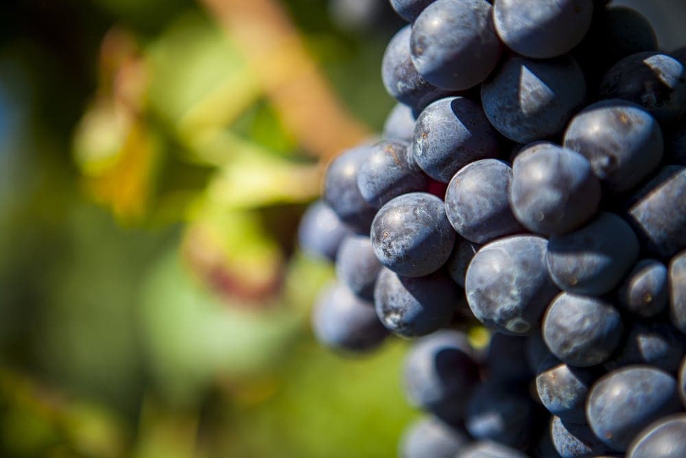 Pinot Noir Grapes on the vine, later turned to wine by the best wineries in the Willamette Valley