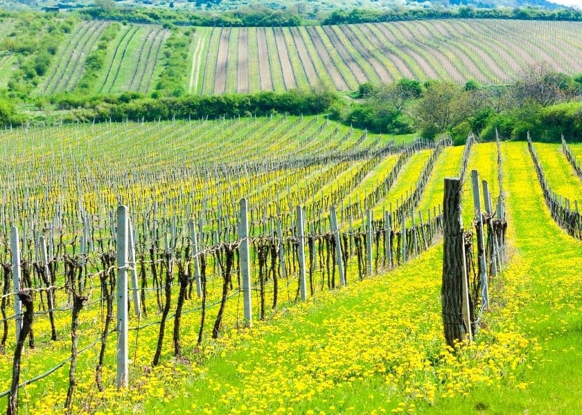 Vast vineyard fields with vibrant yellow flowers and neatly arranged rows of grapevines. Vast vineyard fields with vibrant yellow flowers and neatly arranged rows of grapevines.