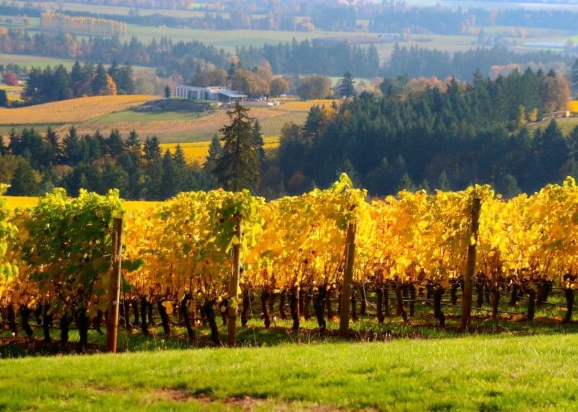 A lush vineyard with yellowing grapevines stretches across rolling hills under a clear sky.