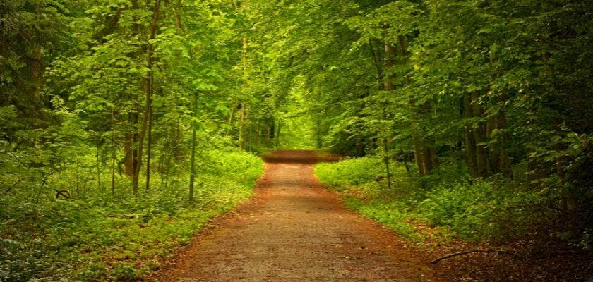 A serene path winding through a lush green forest.
