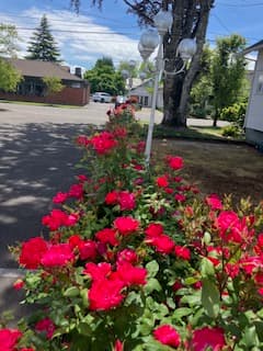 A vibrant row of red roses lines a sidewalk under a bright blue sky.