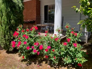 A vibrant display of blooming pink roses in front of a porch with a small table and chairs.