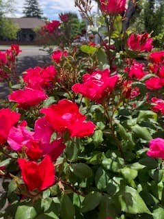 Close up of red roses blooming
