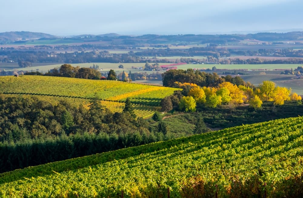 A panoramic view of lush vineyards and autumn foliage against rolling hills under a clear sky.