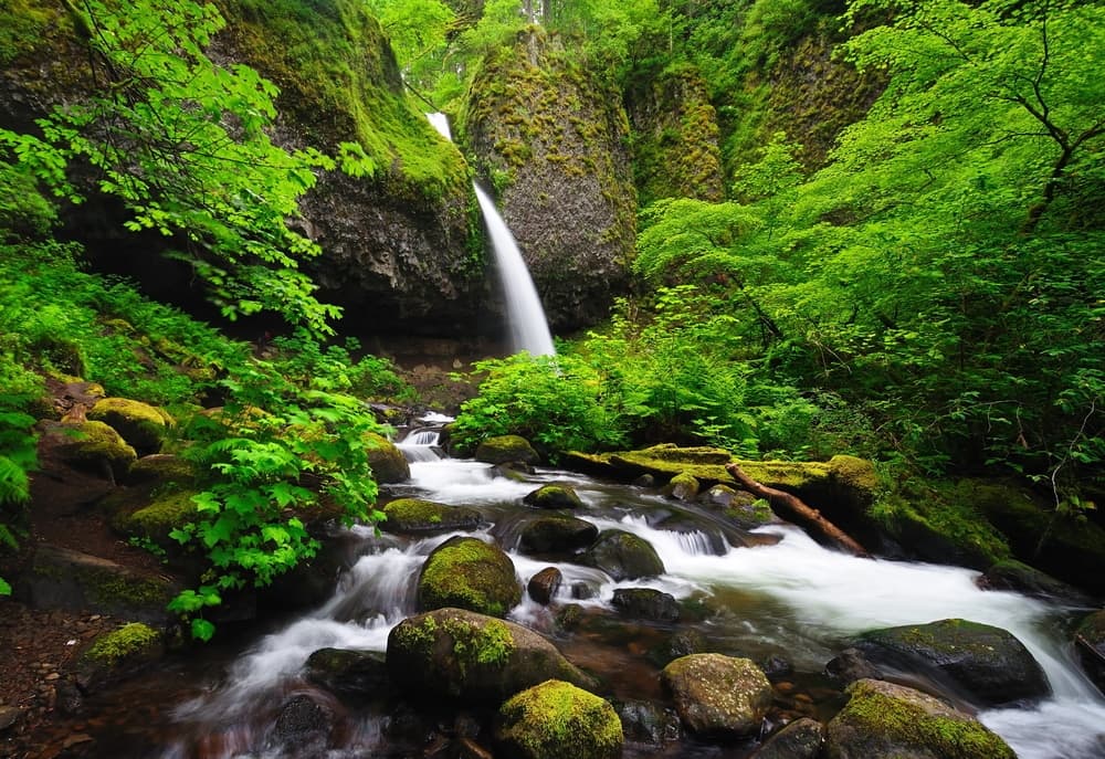 A serene waterfall cascades over rocks amidst lush green foliage.
