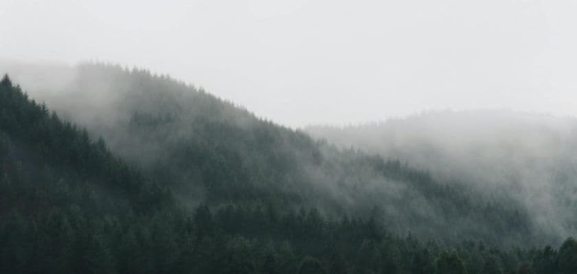 Dense, misty hills covered in evergreen trees.