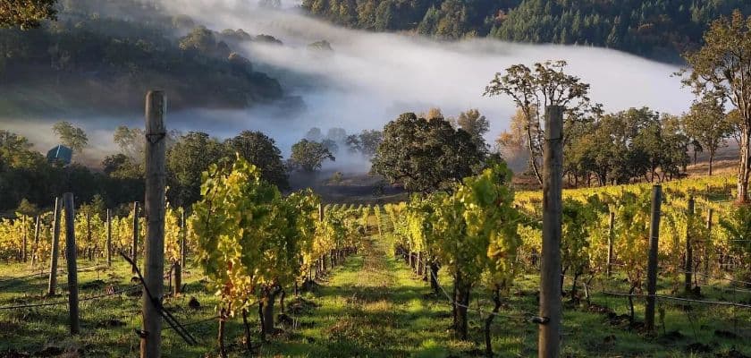 A scenic vineyard bathed in morning mist, surrounded by rolling hills and autumn foliage.