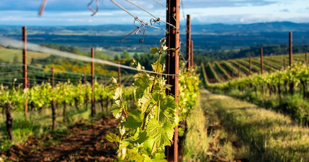 A close-up of grapevines with a vast vineyard landscape in the background under a bright sky.