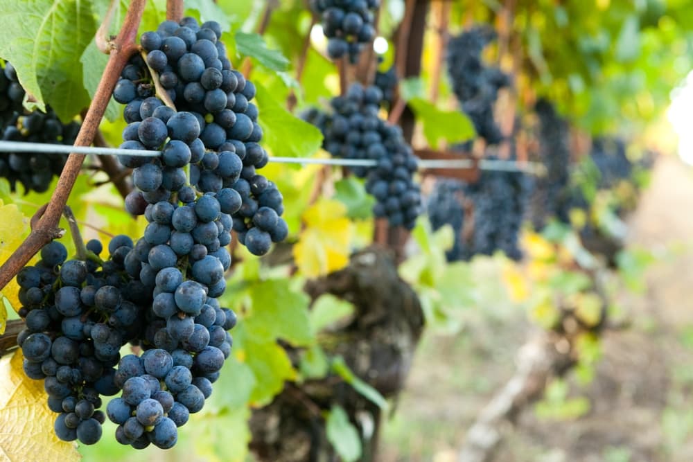 Bunches of dark grapes hang from vine branches in a vineyard.