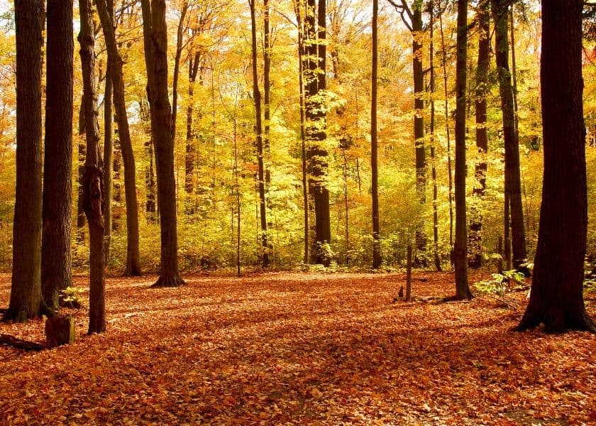a colorful forest with yellow fall foliage
