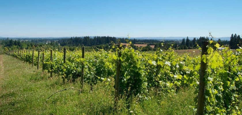 Oregon vineyard rows on a sunny hillside with green grapevines and forest views in the distance