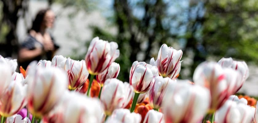 close-up of white and red tulips with a blurred woman walking past in the backdrop