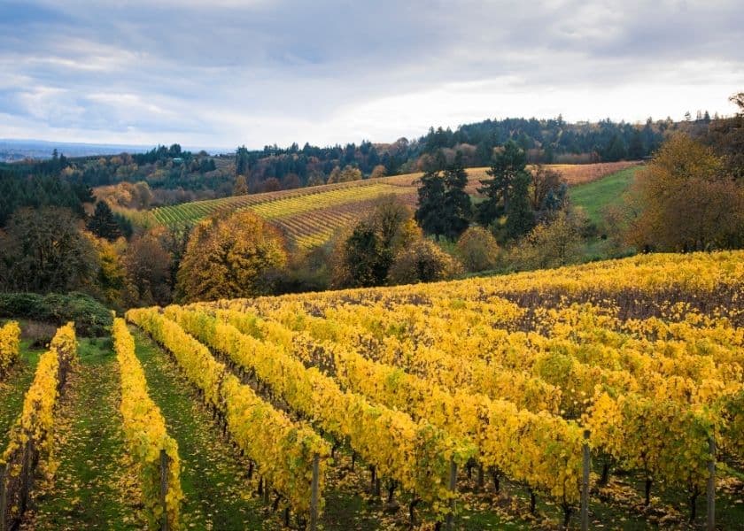 Autumn vineyard rows glow gold across rolling hills in Oregon wine country beneath a cloudy sky.