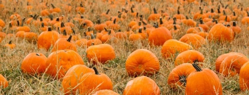 lots of pumpkins in a pumpkin patch