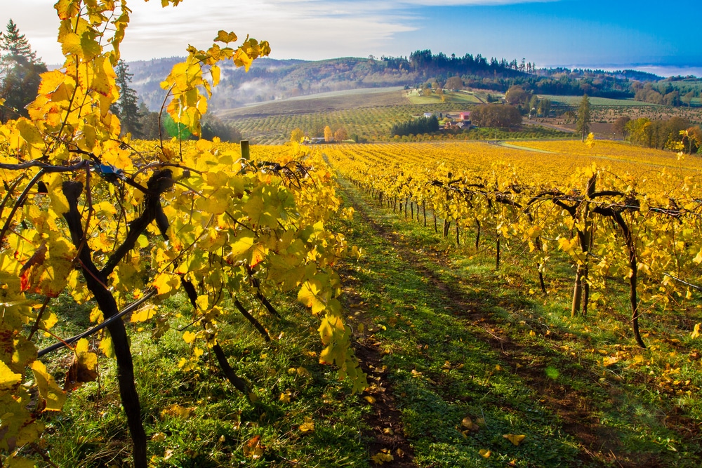 Enjoy gorgeous fall colors in Oregon Wine Country while staying at our luxury Willamette Valley Bed and Breakfast