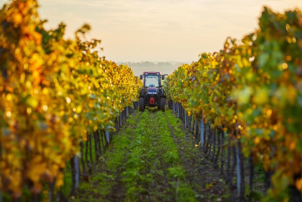 A tractor moving through the fall vineyards at the top McMinnville wineries